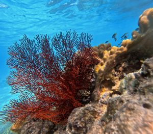 Great Barrier Reef Snorkelling | Reef Adventures